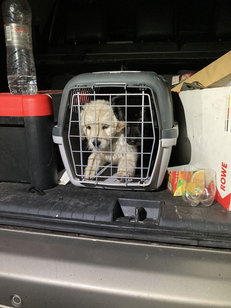 Schleierfahnder decken illegalen Hundetransport au