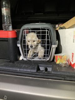 Schleierfahnder decken illegalen Hundetransport au