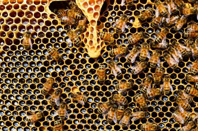 Nußdorf Vandalismus an Bienenstöcken