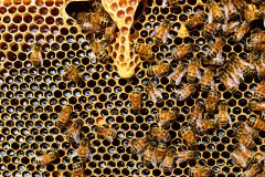 Nußdorf Vandalismus an Bienenstöcken