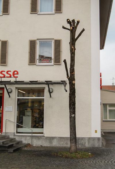 Starkastschnitte und Kappungen können Bäume nachha