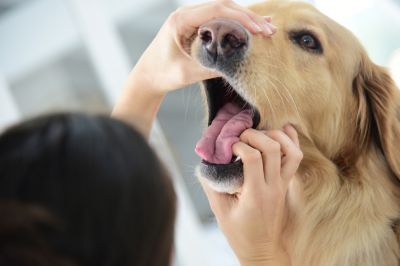 Weyarn Thalham Hund von Pkw angefahren