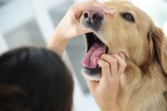 Weyarn Thalham Hund von Pkw angefahren