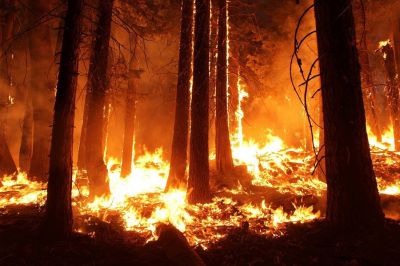 Rosenheim Brand im Keferwald ruft Feuerwehr und Po