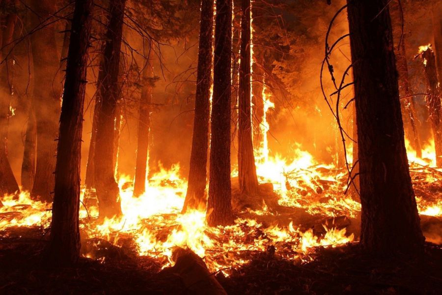 Rosenheim Brand im Keferwald ruft Feuerwehr und Po