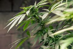 Reichlich Marihuana als Reiseproviant