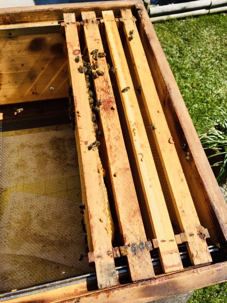 Dreister Bienendieb ? Zeugen gesucht