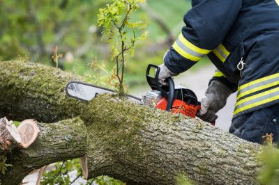 Unbekannter Täter fällt alte Eiche am Rotter Ausee