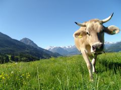 Tierschänder in Warngau