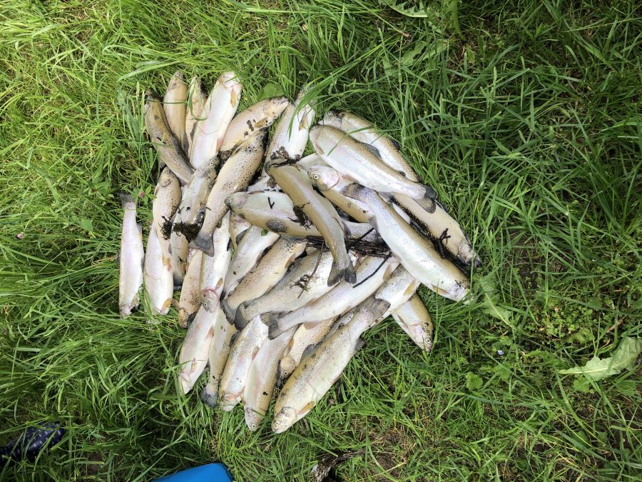 Fischsterben am Mühlbach