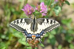 Was fliegt und springt im Thalkirchner Moos Unters