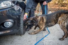 Burghauser Grenzpolizisten vollstrecken offenen Ha