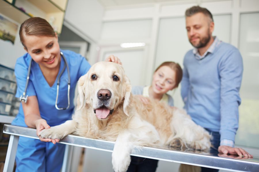 Hund an eventuellem Giftköder erkrank