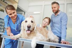 Hund an eventuellem Giftköder erkrank