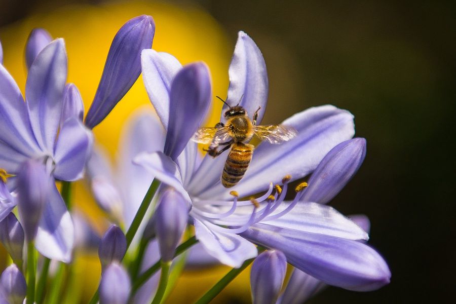 Glauber Ansporn für Artenschutz in der Fläche Aktu