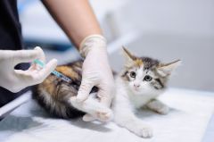 Warngau Katze durch Luftgewehrgeschoss verletzt